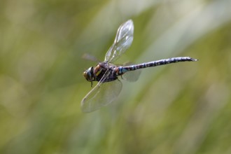 Peat mosaic dragonfly (Aeshna juncea), male in flight, Alps, Upper Bavaria, Germany