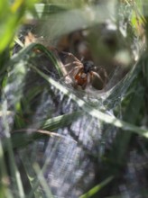 Labyrinth spider (Agelena labyrinthica), funnel-web spider, Upper Bavaria, Germany