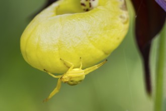Goldenrod crab spider, (Misumena vatia), on lady's slipper (Cypripedium calceolus), Upper Bavaria,