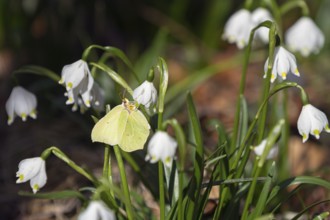 Lemon butterfly (Gonepteryx rhamni), on Maerzenbecher, spring knotweed (Leucojum vernum), spring in