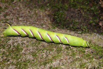 Caterpillar of the privet hawkmoth (Sphinx ligustri), Upper Bavaria, Germany