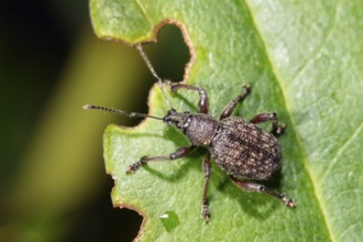 Large European weevil (Otiorhynchus sulcatus), pest on rhododendron leaf with feeding picture,
