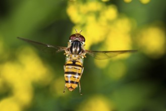 Common winter hoverfly (Episyrphus balteatus), flying, Upper Bavaria, Germany