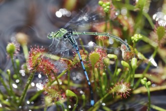 Oblong-leaved sundew with captured horseshoe azure juniper (Drosera intermedia), (Coenagrion