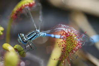 Oblong-leaved sundew (Drosera intermedia), with captured horseshoe crab (Coenagrion puella), Upper