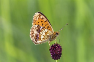Dark Green Fritillary (Brenthis ino), on great burnet (Sanguisorba officinalis), Upper Bavaria,