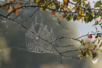 Spider web, wheel web spider, (Araneidae) in deciduous tree with dew drops, autumn, Upper Bavaria,
