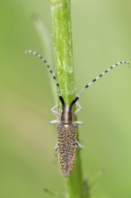 Thistle buck (Agapanthia cardui), Upper Bavaria, Germany
