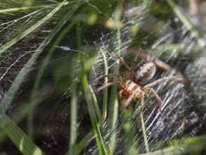 Labyrinth spider (Agelena labyrinthica), funnel-web spider, Upper Bavaria, Germany