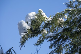 Snowy conifer, winter, snow, Sieversen, Samtgemeinde Rosengarten, Lower Saxony, Germany