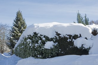 Snowy conifer, hedge, winter, snow, Sieversen, Samtgemeinde Rosengarten, Lower Saxony, Germany
