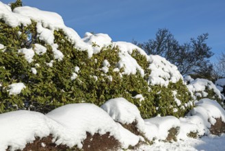 Snowy hedge, winter, snow, Sieversen, Samtgemeinde Rosengarten, Lower Saxony, Germany