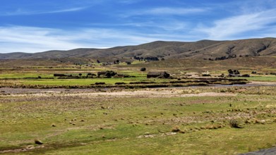 Wide, green pastures with hills in the background under a blue sky, the landscape of the Altiplano