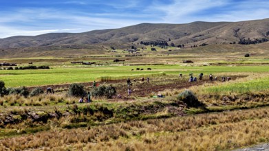 People working in the fields in a green, hilly landscape, the Altiplano landscape in the Andes of