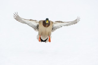 Flying mallard (anas platyrhynchos) in the snow, Vechta, Lower Saxony, Germany