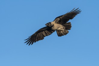 Hooded Crow (corvus corone corone) in flight, Feldberg Lakeland, Mecklenburg-Western Pomerania,