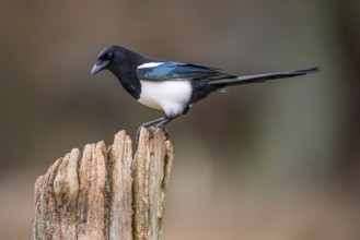 Magpie (Pica pica), Neuhaus, Lower Saxony, Germany