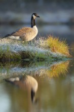 Canada goose (Branta canadensis) in breeding plumage on a lake in Sweden, Knuthöjdsmossen,