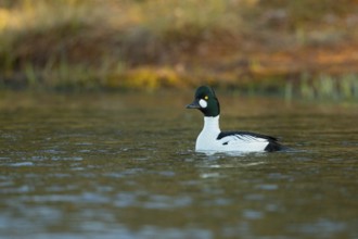 Common goldeneye (Bucephala clangula), Knuthöjdsmossen, Hällefors, Örebro län, Sweden