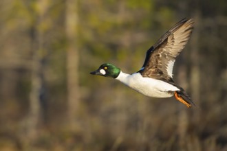 Flying goldeneye (Bucephala clangula), Knuthöjdsmossen, Hällefors, Örebro län, Sweden