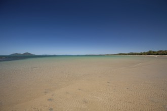 Tropical palms (Cocos nucifera) leaning over the sandy shore under a clear blue sunny sky. Mission