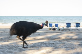 Southern cassowary (Casuarius casuarius) foraging on sand with tourists sitting in the background.