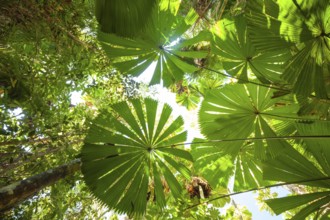 View of Queensland fanpalm (Licuala ramsayi) canopy and forest floor under tropical sunlight in