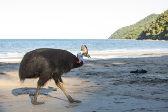 Southern cassowary (Casuarius casuarius) walking along the shore searching for food in the sand.