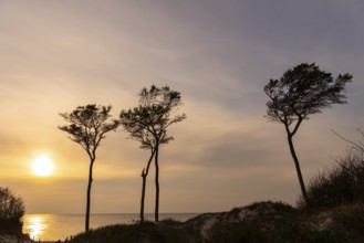 Beeches on the west beach of Fischland-Darss-Zingst at sunset, Baltic Sea, Ahrenshoop,