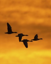 Greylag geese (anser anser) in front of the dawn, Zingst, Mecklenburg-Vorpommern, Germany