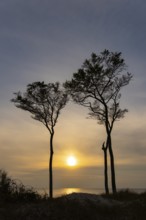 Beeches on the west beach of Fischland-Darss-Zingst at sunset, Baltic Sea, Ahrenshoop,