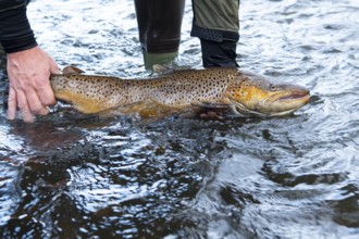 Electrofishing in the floodplain for sea trout and salmon, Wildeshausen, Lower Saxony, Germany