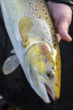Electrofishing in the floodplain for sea trout and salmon, Wildeshausen, Lower Saxony, Germany