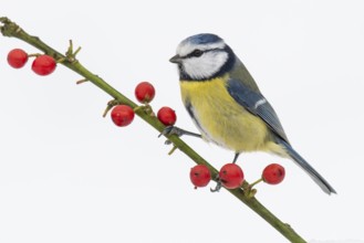 Blue tit (Cyanistes caeruleus) in the snow, Vechta, Lower Saxony, Germany