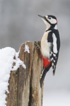 Great spotted woodpecker (dendrocopos major) at the woodpecker forge in the snow, Neuhaus im