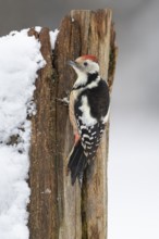 Middle spotted woodpecker (Leiopicus medius) at winter feeding in the snow, Vechta, Lower Saxony,