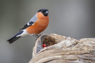 Bullfinch (Pyrrhula pyrrhula), Fågelsjö, Gävleborgs län, Sweden
