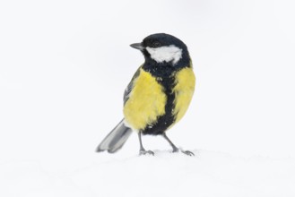 Great tit (Parus major) at the winter feeding site in the snow, Neuhaus im Solling, Holzminden,