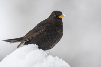 Blackbird (turdus merula) in the snow, Neuhaus im Solling, Lower Saxony, Germany
