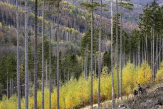 Forest death in the Harz Mountains, forest, wind throw, storm, Ilsenburg, Saxony-Anhalt, Germany