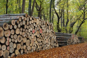 Logging in autumn in the forest, firewood, raw material, Ahlhorn, Lower Saxony, Germany