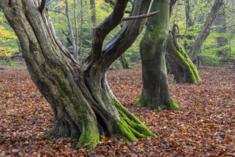 Old, gnarled trees in the Urwald Baumweg nature reserve in autumn, Emstek, Lower Saxony, Germany