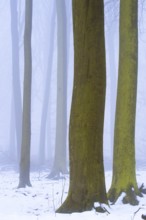 Wintery beech forest in fog, forest, Melle, Lower Saxony, Germany