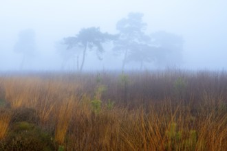 Pine (Pinaceae) in the moor with fog, nature reserve, Vernner Moor, Neuenkirchen-Vörden, Lower