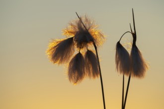 Common cottongrass (Eriophorum angustifolium) in the moor at sunset, Goldenstedt, Lower Saxony,