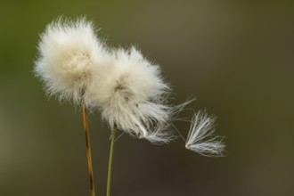 Cottongrass in the moor, sheath cottongrass (Eriophorum vaginatum), Goldenstedt, Lower Saxony,