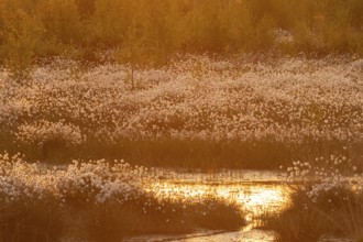 Landscape with cotton grass in spring in Goldenstedter Moor, Goldenstedt, Lower Saxony, Germany