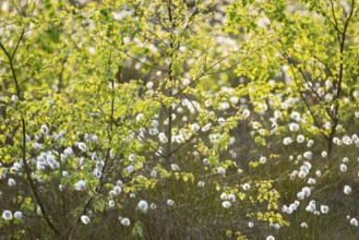Spring in the Goldenstedt moor, sheath cottongrass (Eriophorum vaginatum), Goldenstedt, Lower