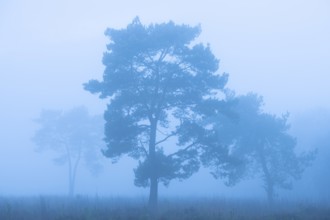 Pine (Pinaceae) in the moor with fog, nature reserve, Vernner Moor, Neuenkirchen-Vörden, Lower