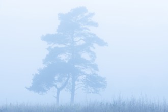 Pine (Pinaceae) in the moor with fog, cNature reserve, Vernner Moor, Neuenkirchen-Vörden, Lower